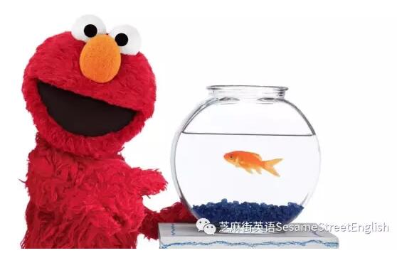 Elmo的小寵物