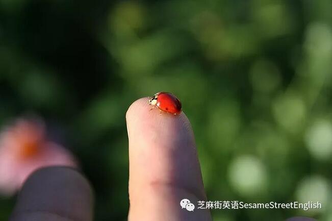 去抓瓢蟲吧