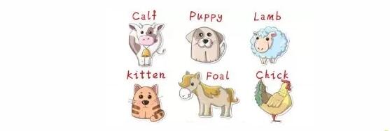 幼年動物英文說法大集合